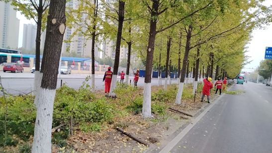 【潜江PA视讯官方网站置业集团】抢抓时节 精心养护 打造最美“银杏大道”