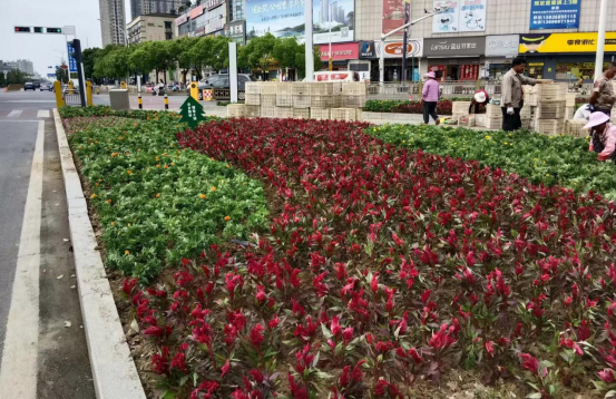 【城运集团】盛装喜迎庆典，鲜花扮靓城市