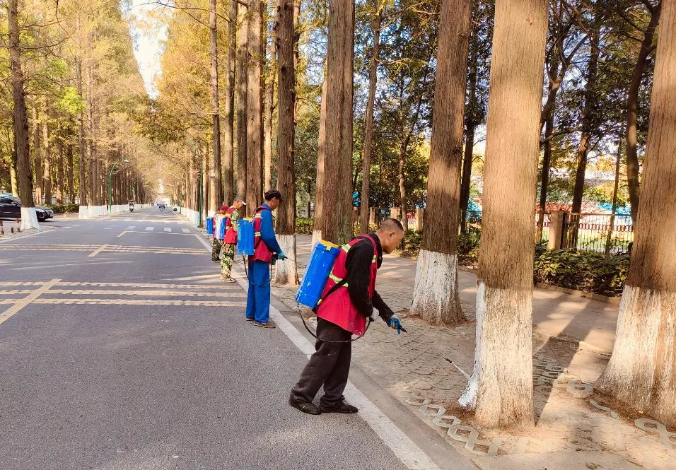 【城运集团】树木涂白添“新衣”，冬季养护正当时