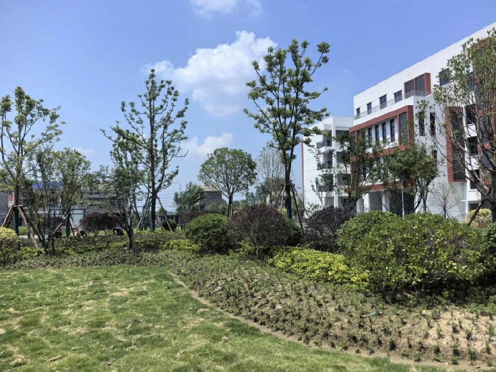匠心筑绿!江汉艺术职院东校区(二期)绿化工程焕新校园风貌